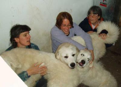 M mary joy anne with puppies in montrose