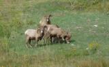 south dakota needles bighorn sheep