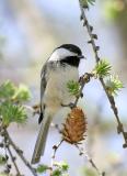 Black-capped Chickadee