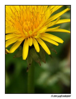 dandilion 2.jpg