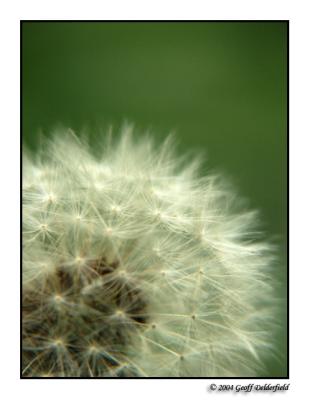 Dandilion-closeup copy.jpg