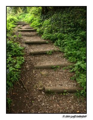 woodland stairway copy.jpg