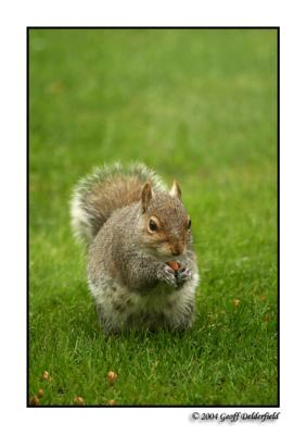 squirrel 3.jpg