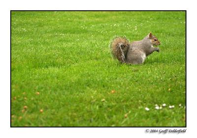 squirrel 4.jpg