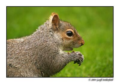 squirrel 6.jpg
