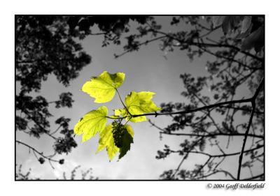 isolated leaves.jpg