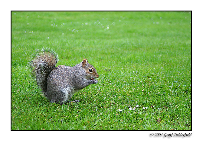 squirrel 5.jpg