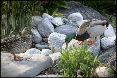 Spring Visitors