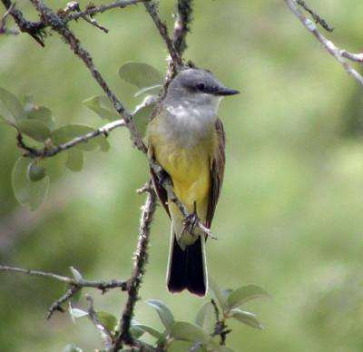 u44/bruce_miller/medium/28751158.Bird1.jpg