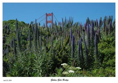 Wildflowers at the Golden Gate Bridge