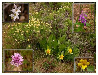 Some of the many WIldflowers