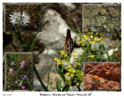 Wildflowers, Butterfly and Tadpoles