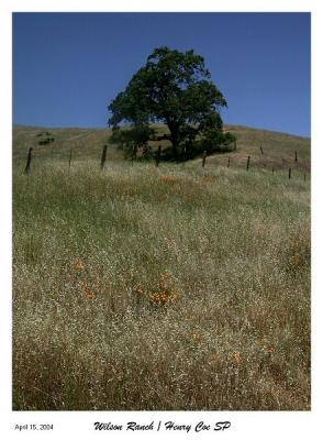 Poppies