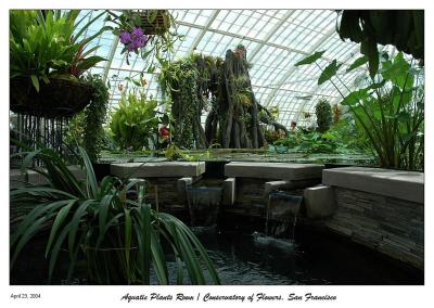 Conservatory of Flowers - Aquatic Plants Room - Golden Gate Park