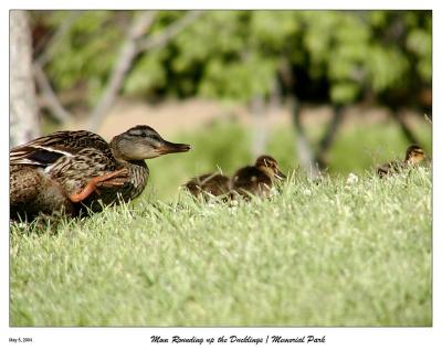 Mom rounding up the ducklings