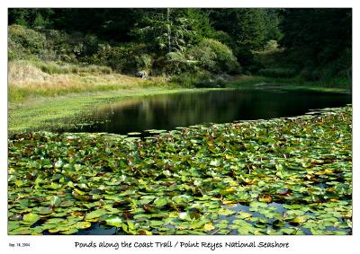 Lots of little ponds on the Coast Trail