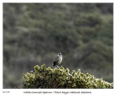 White Crowned Sparrow in the rain