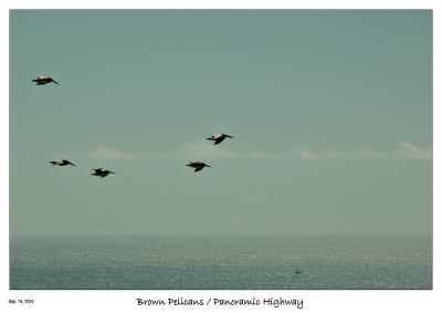 u44/bryan_murahashi/medium/34452320.091904_DSC_4686_BrownPelicans.jpg