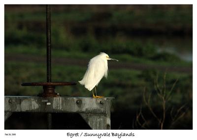 Egret at the Sunnyvale Baylands