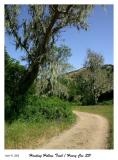 Mossy Tree