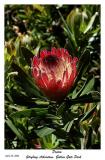 Protea at Strybing Arboretum, Golden Gate Park