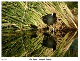 Cute Coot Family