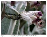 Future Monarch Butterfly on its favorite plant, Cal Milkweed