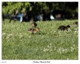 Ducklings at Memorial Park