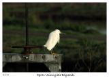 Egret at the Sunnyvale Baylands