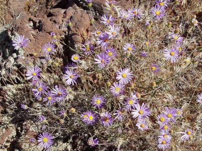 Top of the rim flora