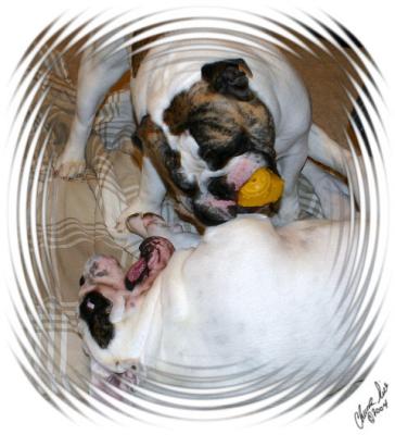 8. Z&Z Wild and Crazy!