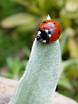 ladybug1058.JPG