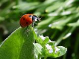 ladybug1062.JPG