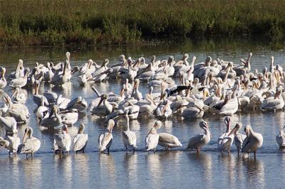 White Pelicans3