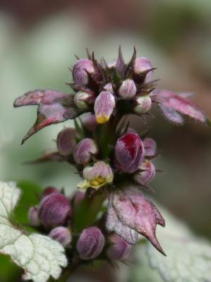 Lamium macro -  buds  3 -10 mm