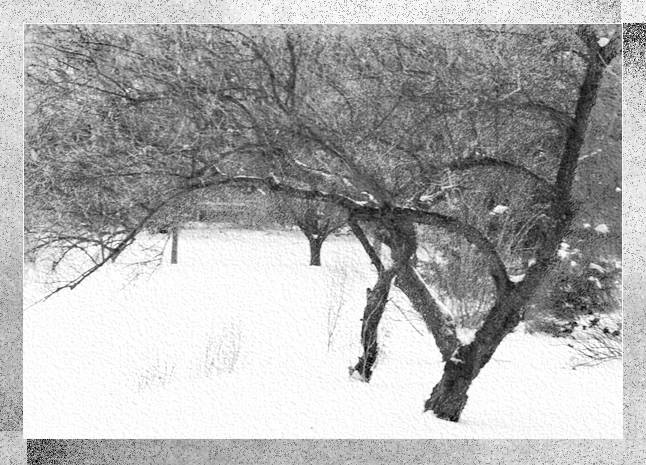 Beneath the Boughs