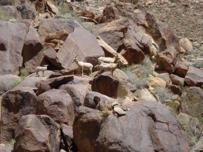 endangered sheep 2