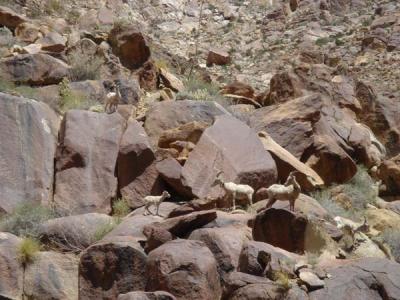 endangered sheep 3
