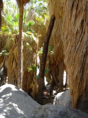 big palm