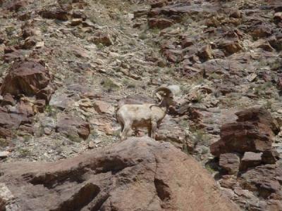 endangered sheep 4