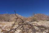 desert tree