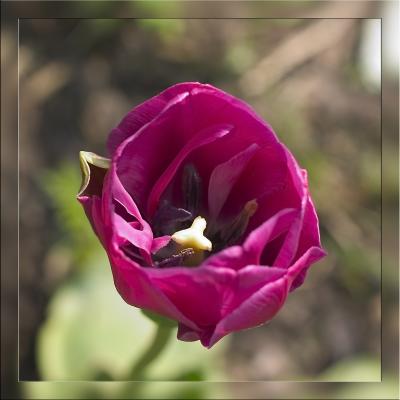 Tulip 1