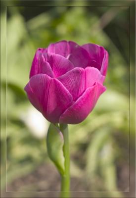 Tulip 3