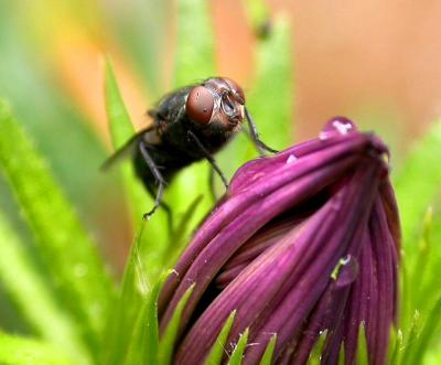 Fly on a bud