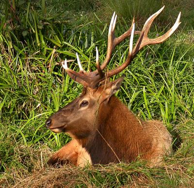 Snoozing Bull 3491.jpg
