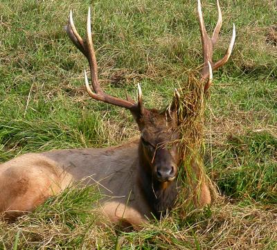 snoozing bull_2 3466.jpg