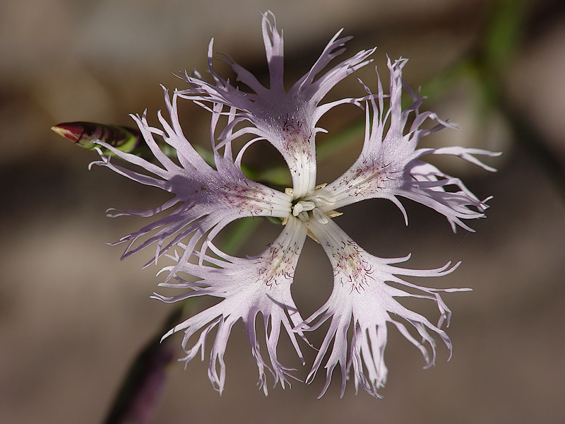 Pracht-Nelke (Dianthus superbus)