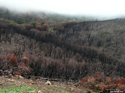 Charred Hillside In Rain