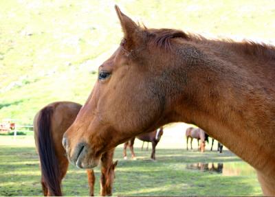 The Horses Tale