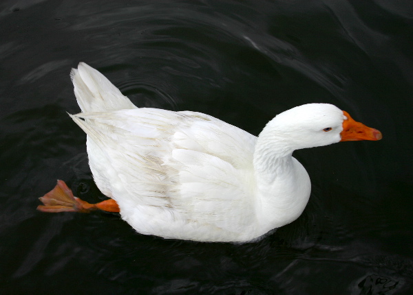 Just Like A Duck On Water